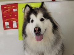 -艾吉宠物医院·疑难杂症转诊中心·猫友好(碧江路院)