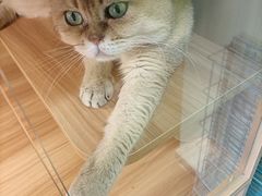 -猫十亿·布偶金渐层·曼基康矮脚猫舍(青年路店)