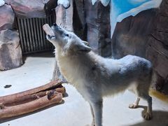 -上海海昌海洋公园-冰山北极馆