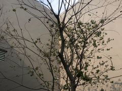 -大芬美术馆