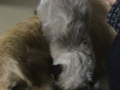 -瑞鹏宠物医院