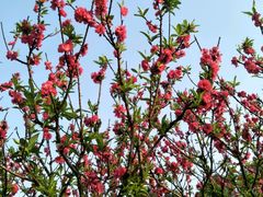 -南国桃园旅游度假区