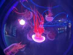 -海合安成都极地海洋公园