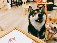 -柴迷FANS CLUB·柴犬狗咖·猫咖