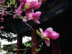 -颐和园