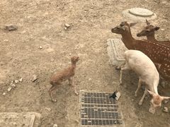-无锡动物园·太湖欢乐园