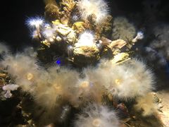 -瑞普利水族馆