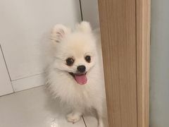 -瑞派·关忠动物医院猫科外科·异宠·24小时转诊中心(祥云店)