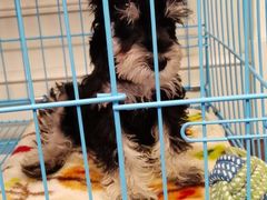 -翊宠yipet猫狗购宠庄园犬舍•猫舍