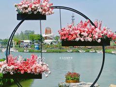 -荷兰花海