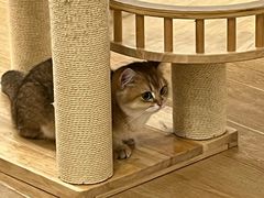 -有喵·猫咖·狗咖·30几只猫10只小狗(岗厦店)