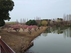 -南湖湿地公园