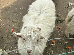 -哈尔滨北方森林动物园