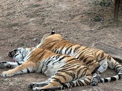 -大连森林动物园