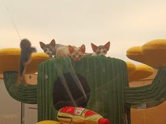 -帕帕拉兹宠物(亚洲旗舰店)