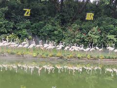 -广州长隆飞鸟乐园