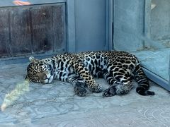 -西霞口神雕山野生动物世界