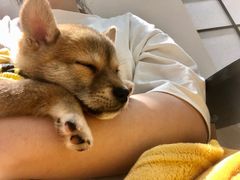 -逗柴咖啡屋·狗咖猫咖宠物桌游
