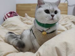 -艾贝尔宠物诊疗