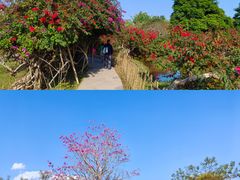 -中国科学院西双版纳热带植物园