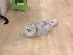 -闲扯咖啡(有猫有美食)