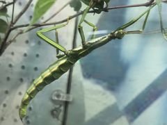 -上海大自然野生昆虫馆(东方明珠·爬宠昆虫探索中心)