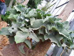 -南通洲际绿博园