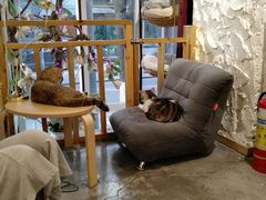 -豆老板的猫咖啡(碑林博物馆店)