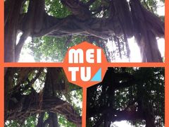 -小洲村