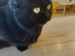 -有喵·猫咖·狗咖·30几只猫10只小狗(岗厦店)