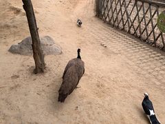 -聊城动物园