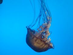 -太平洋海底世界