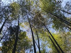 -九龙江国家森林公园