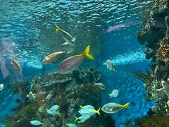 -上海海洋水族馆