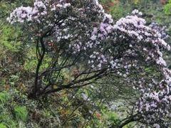 -永州阳明山国家森林公园