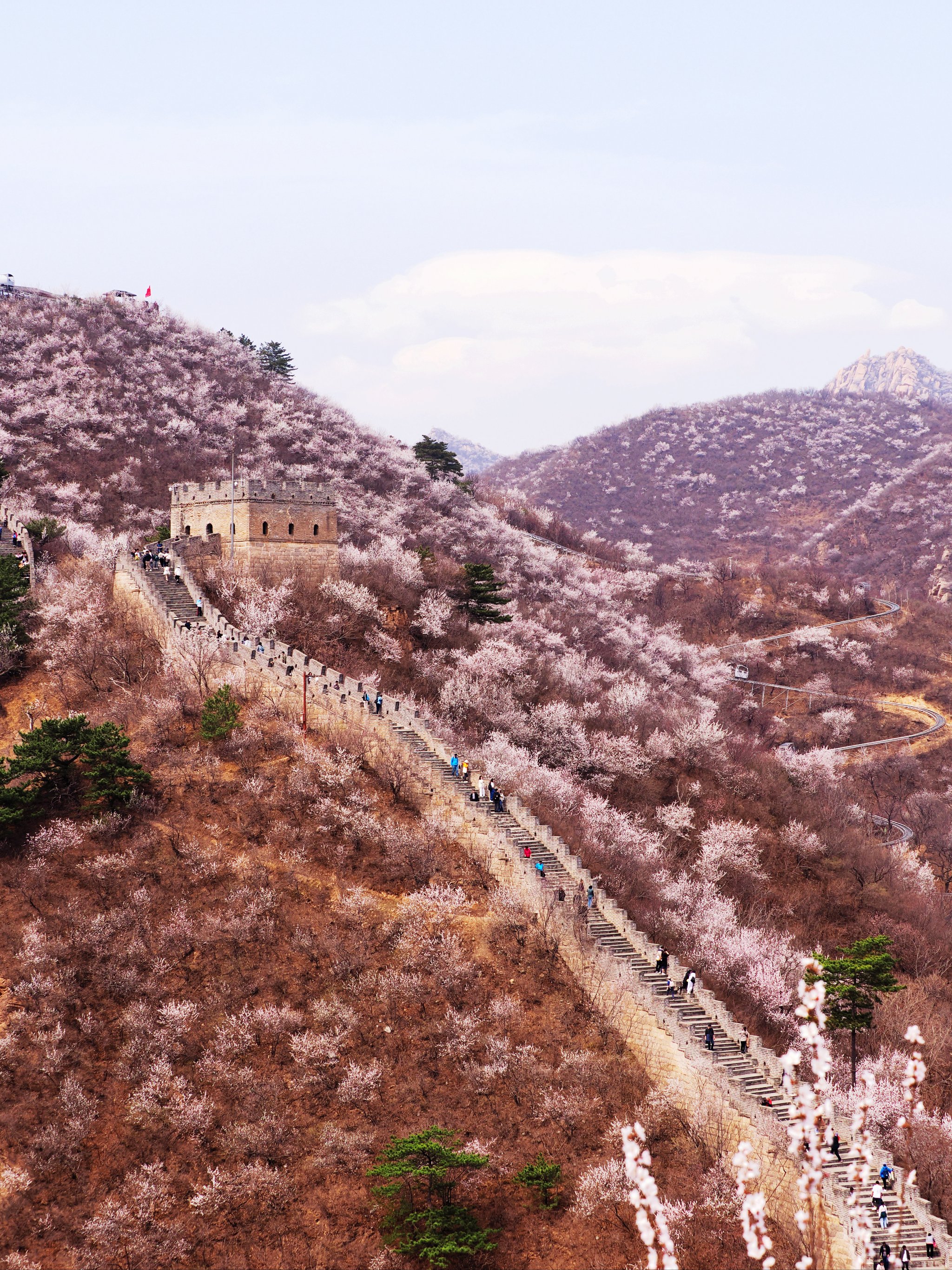 黄花水长城 桃花图片