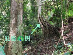 -西双版纳原始森林公园