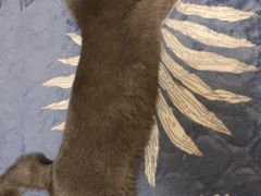 -北京恒爱动物医院(清景园分院)