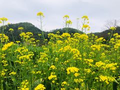 -红山村