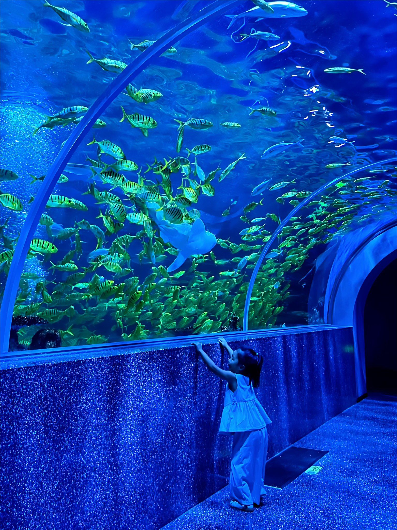 在厦门不想回家!沈月同款海洋馆我们来了