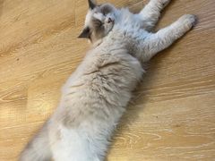 -猫咪派对(江南西店)