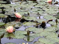 -荔枝公园(福田区)