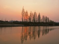 -高东镇樱花园