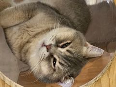 -COLOR PETS 撸猫馆·购猫·猫咖(长风大悦城店)