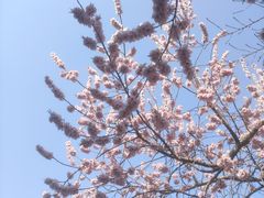 -桃花堤公园