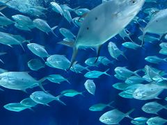 -上海海洋水族馆