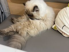 -喵园·猫主题咖啡厅·撸猫·猫咖(国贸店)