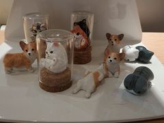 -Pets First伊珊娜洗护·精致美容·家庭式寄养(新会路店)
