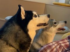 -Husky Go! 哈士奇体验馆·宠物咖啡厅狗咖