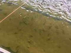 -会江钓鱼钓虾烧烤场